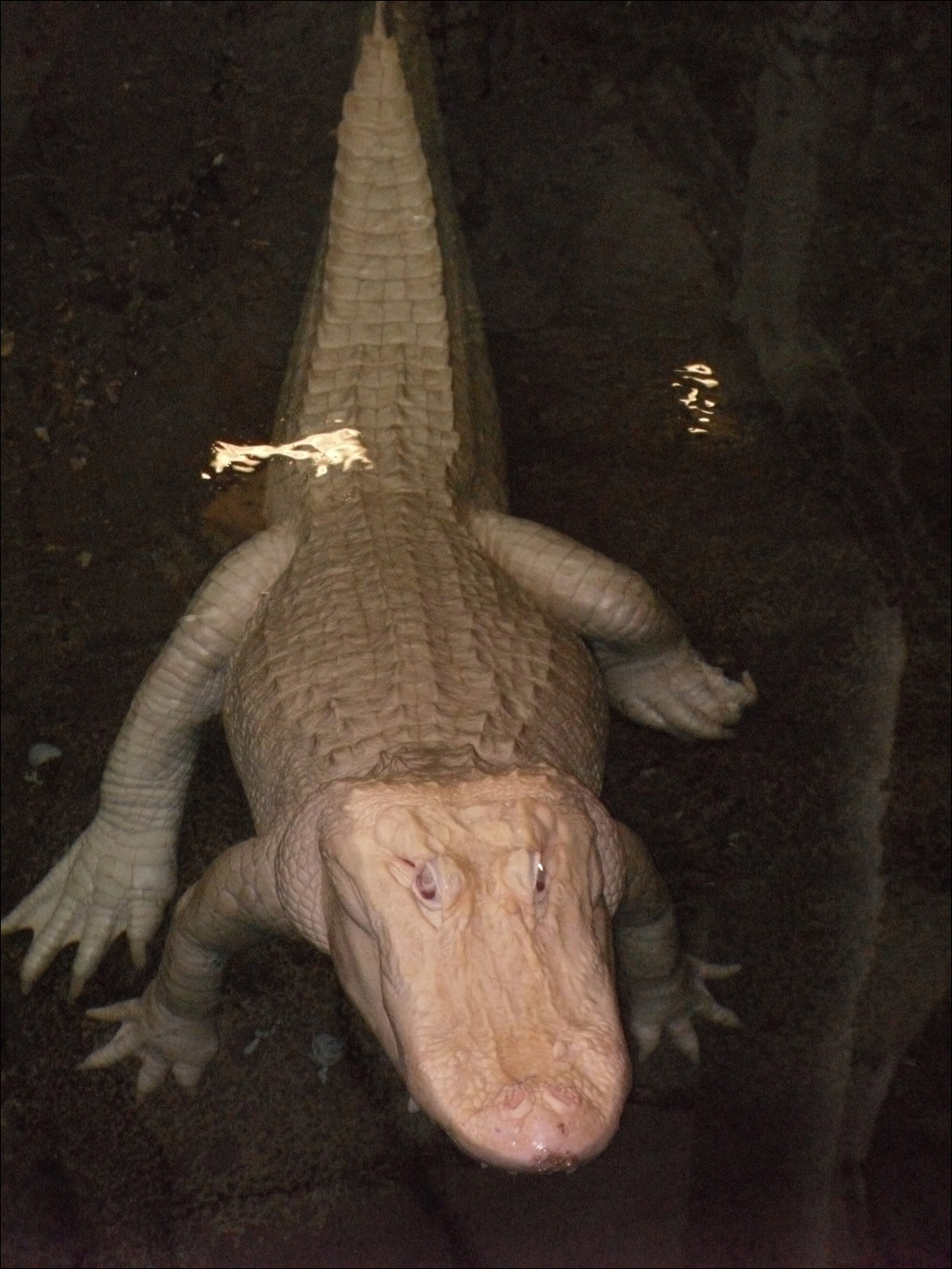 Albino alligator